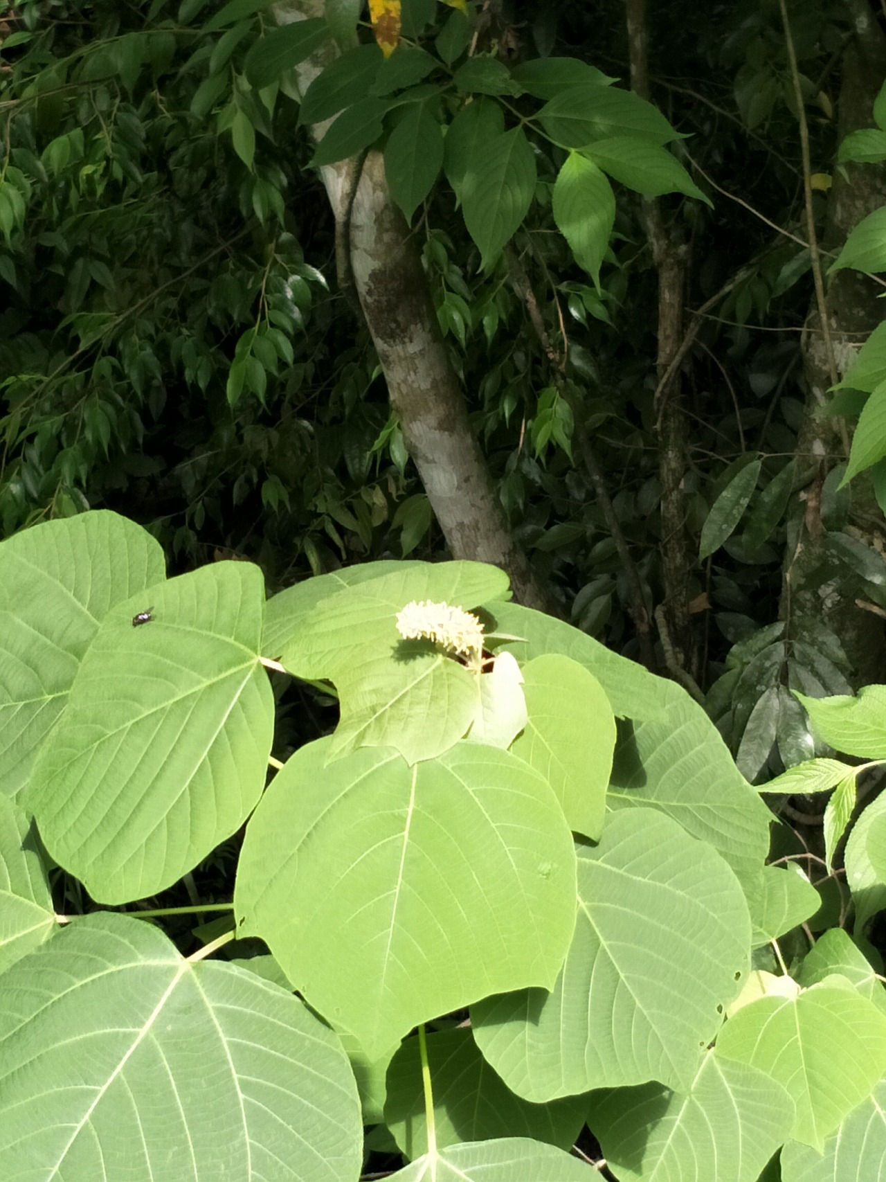 IMG20170525094810