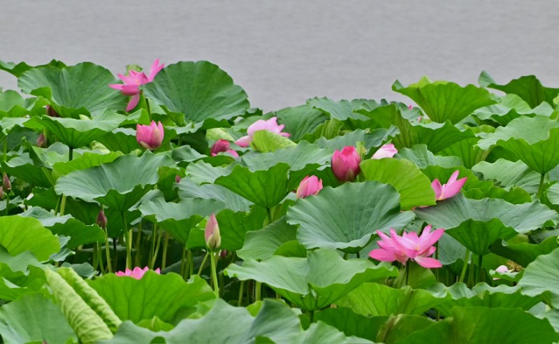 0002-荷花20250730-5