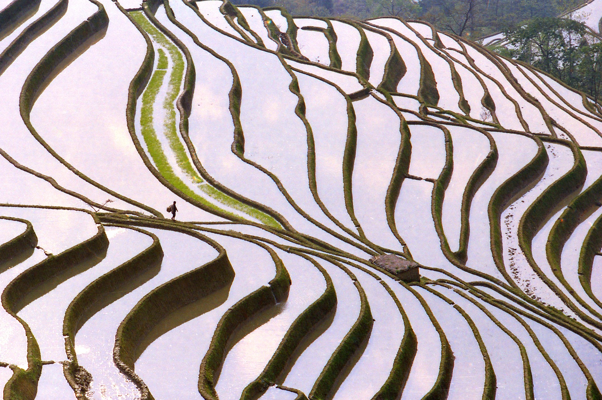 ZP120人造湿地-元阳梯田