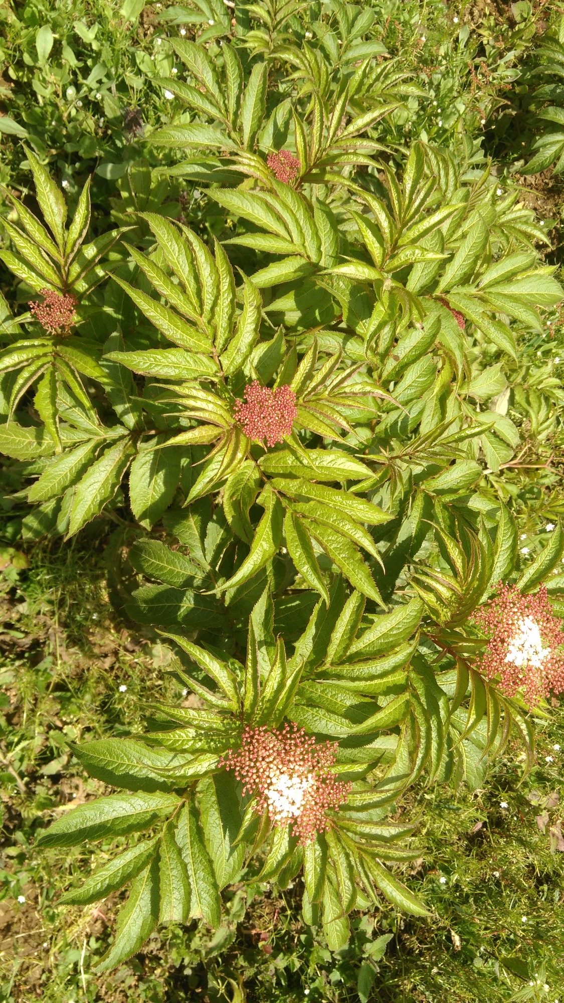 接骨草