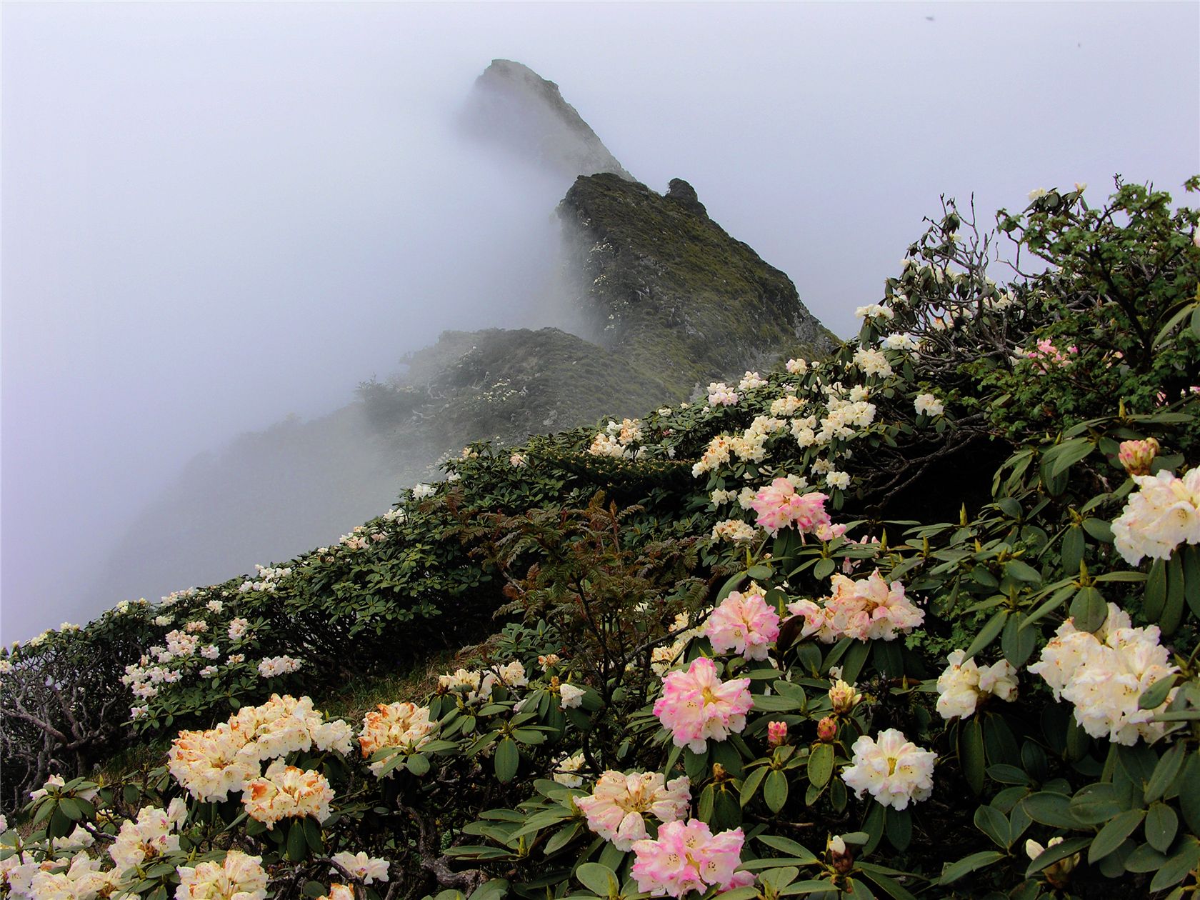 ZP324苍山中和峰