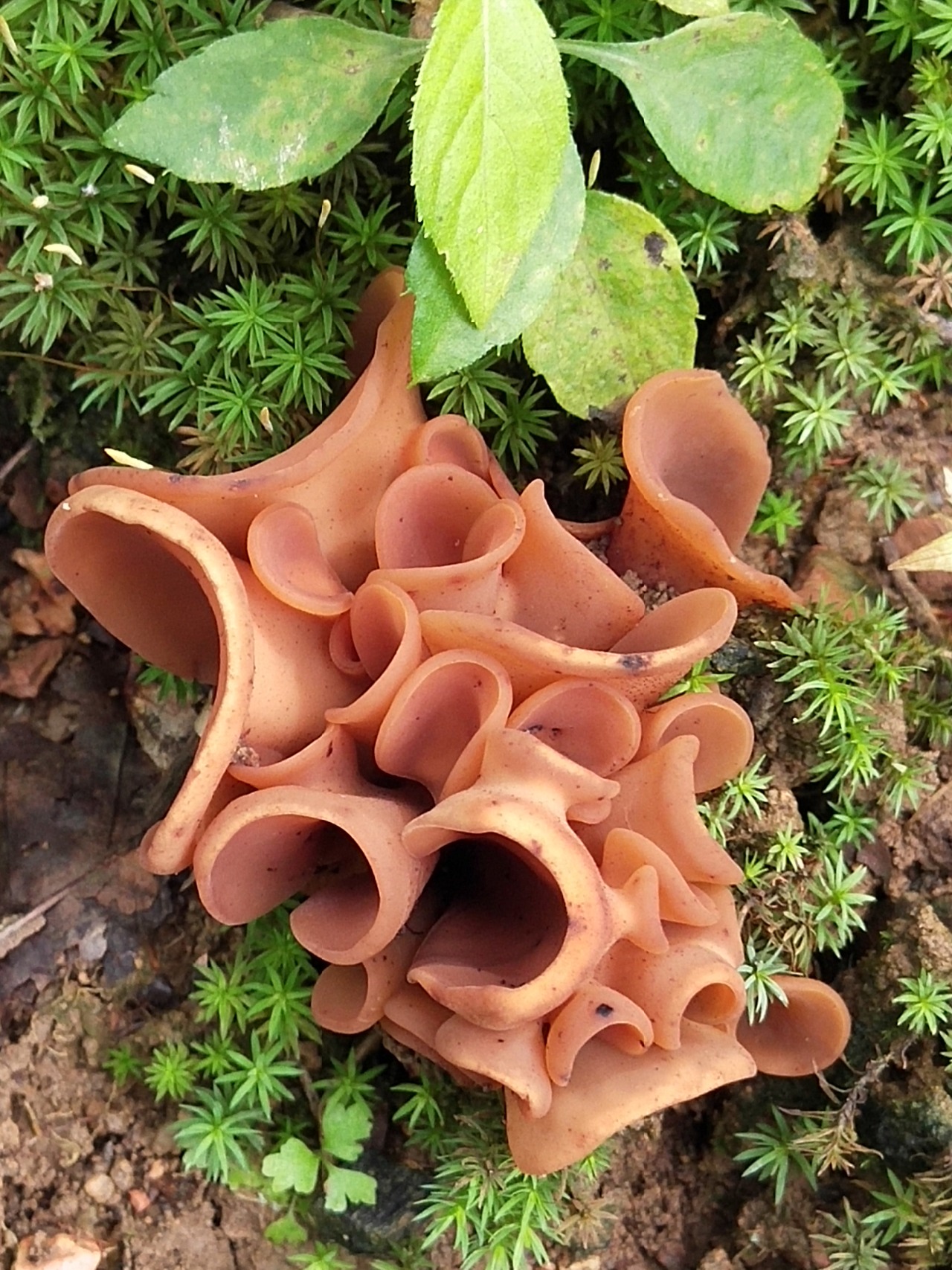 大众耳菌