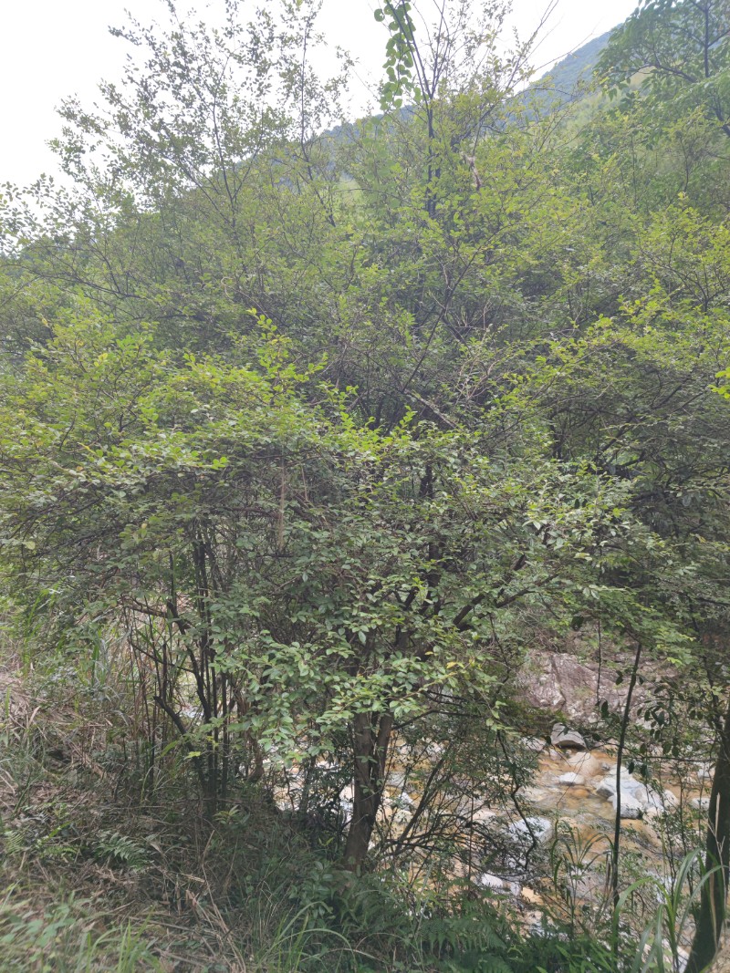 MVIMG_20210811_104139