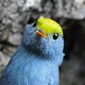 head