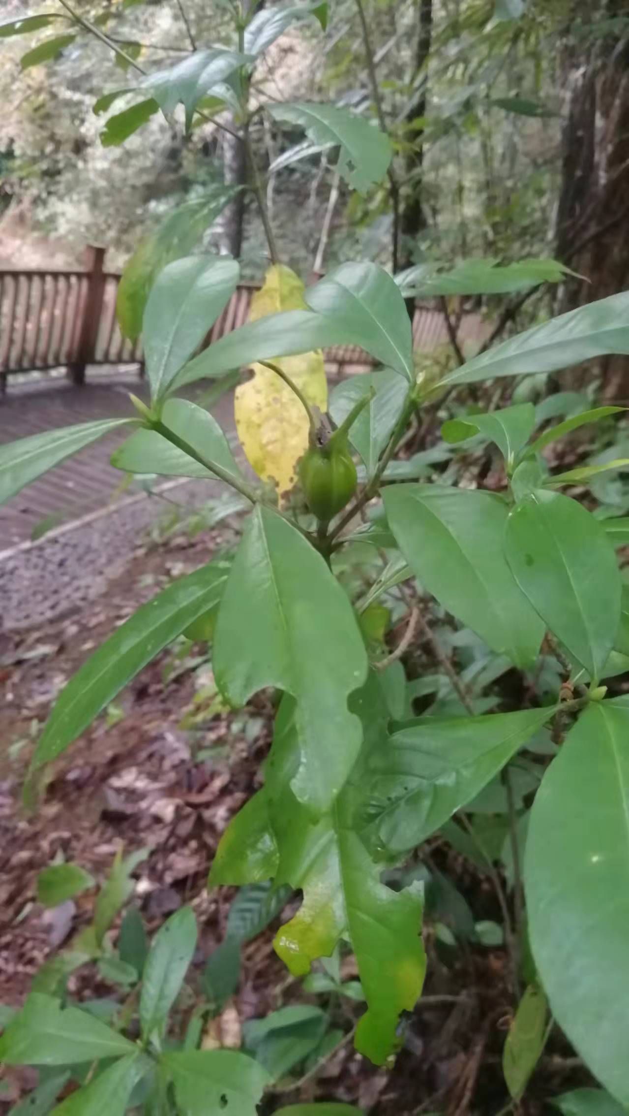 黄栀子