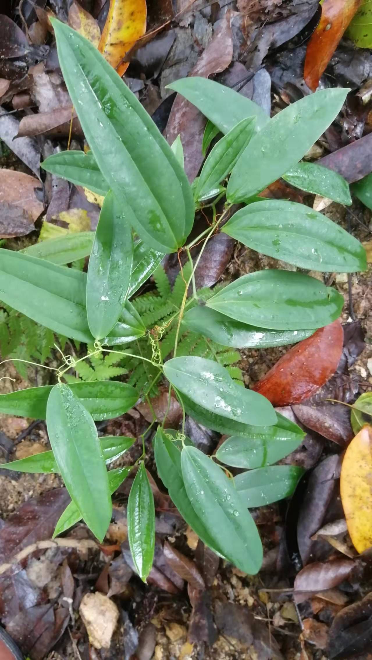 土茯苓