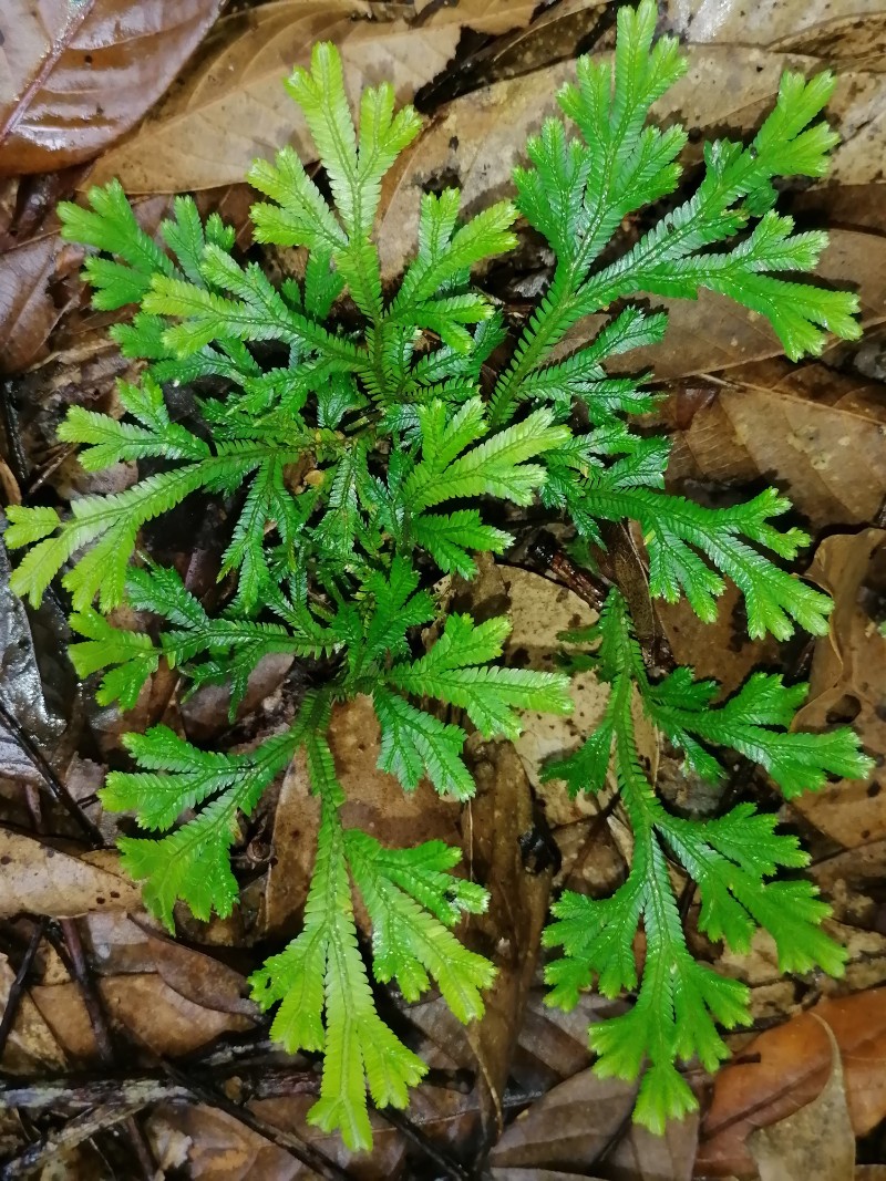 卷柏-4