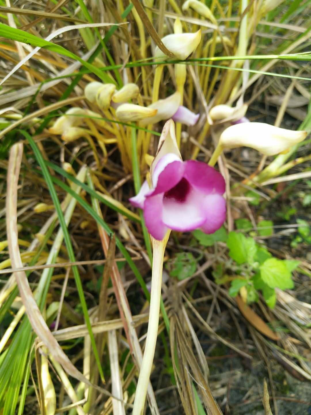 野菰