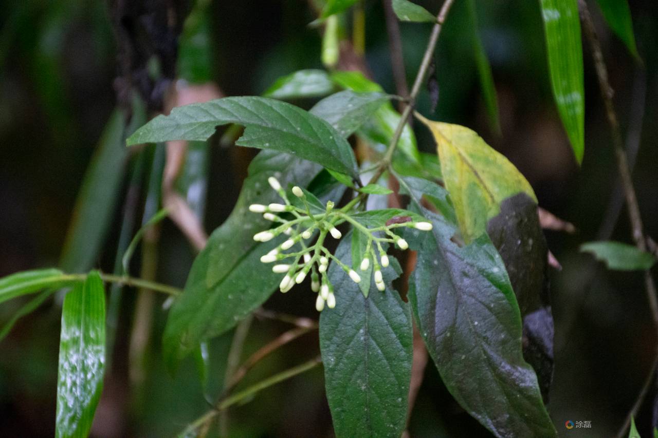 白花苦灯笼