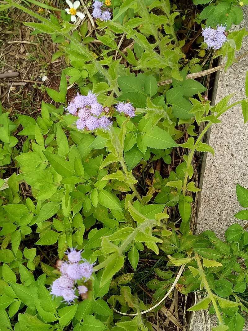假臭草