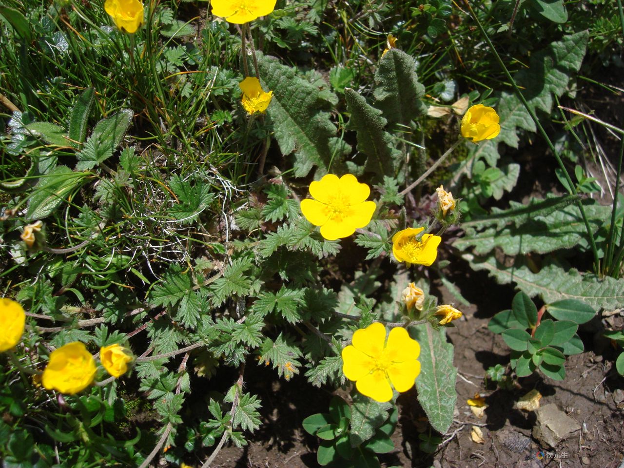 钉柱委陵菜DSC06281