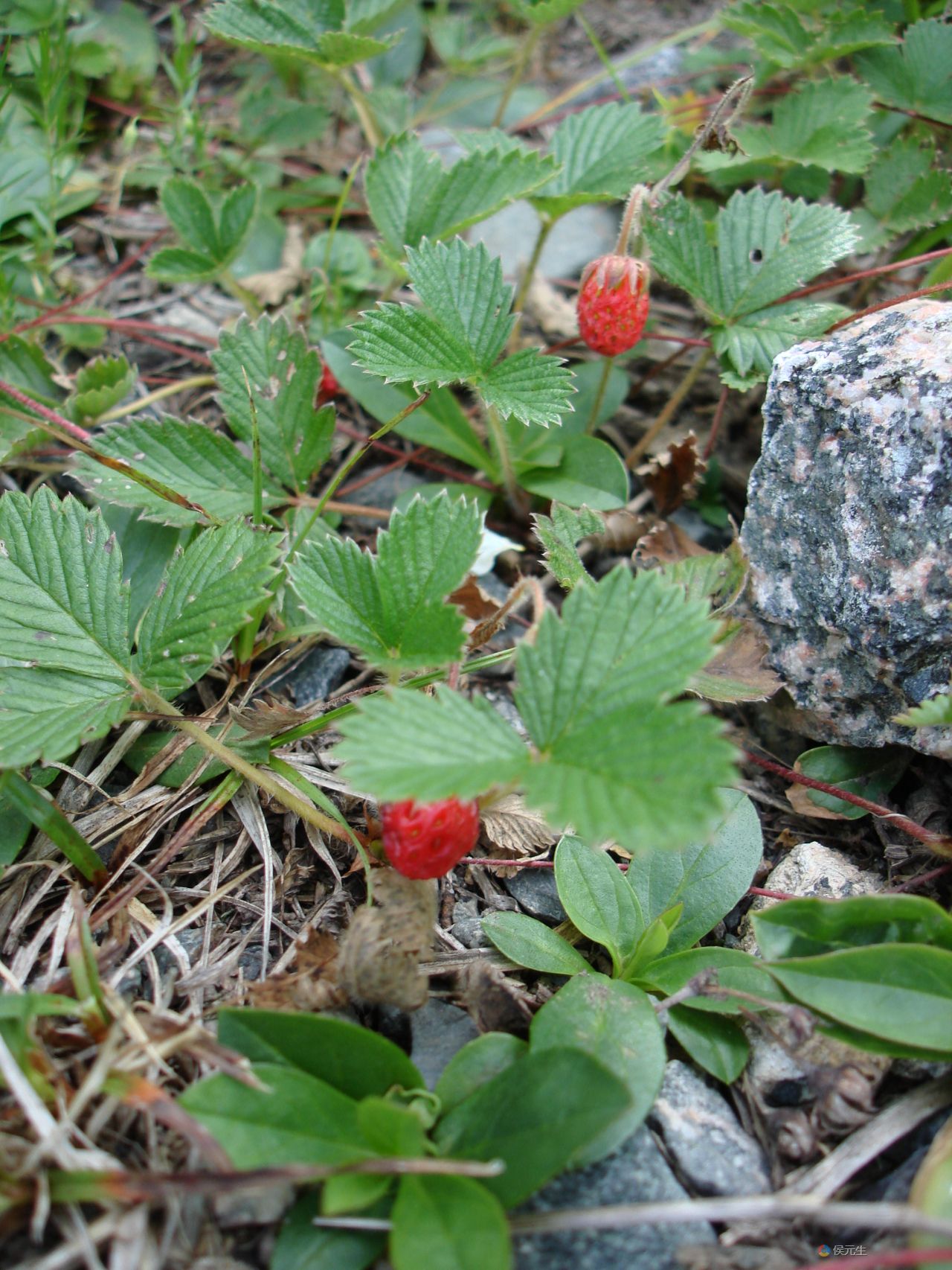 东方草莓DSC01028