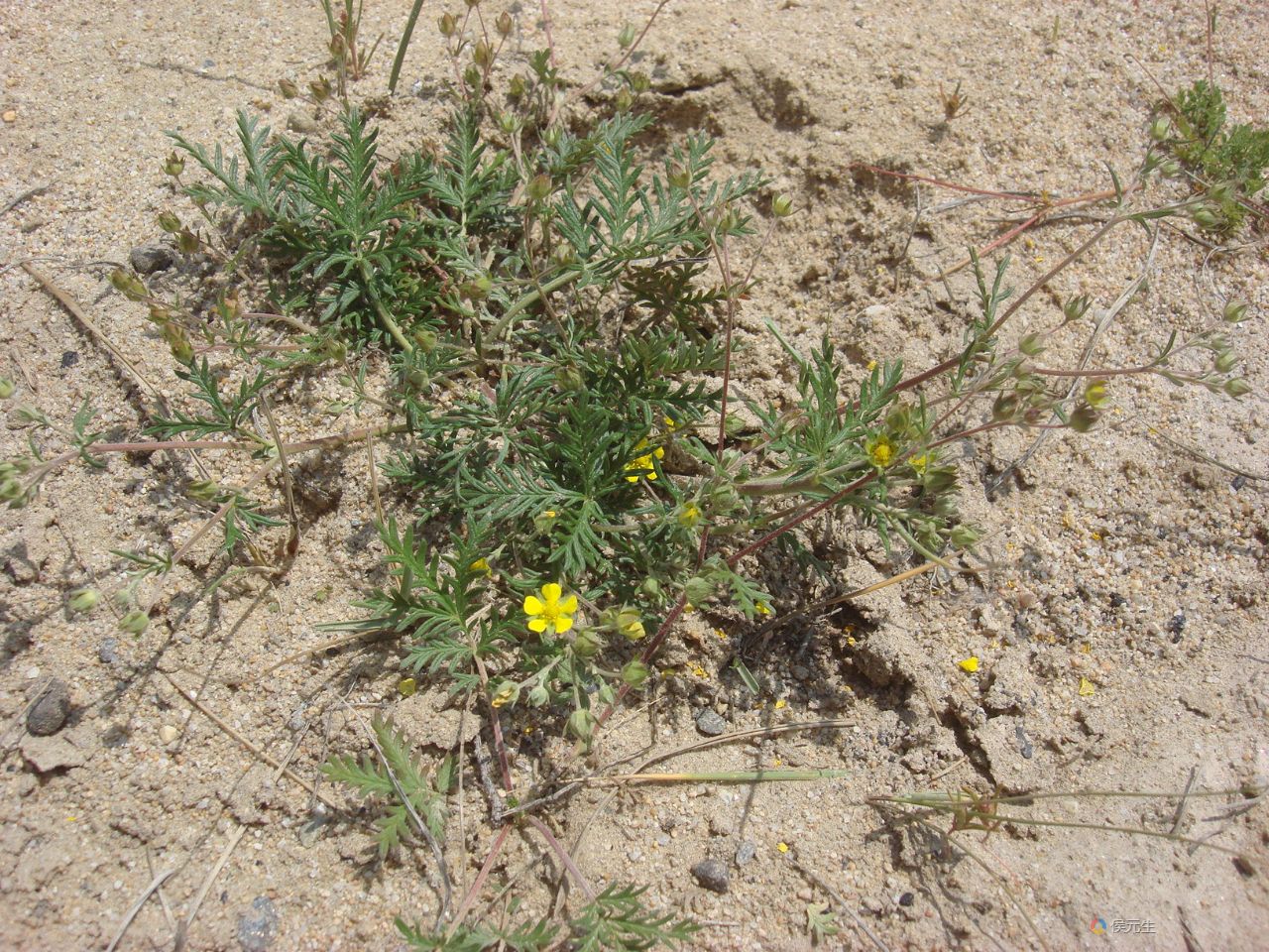 多裂委陵菜DSC04858