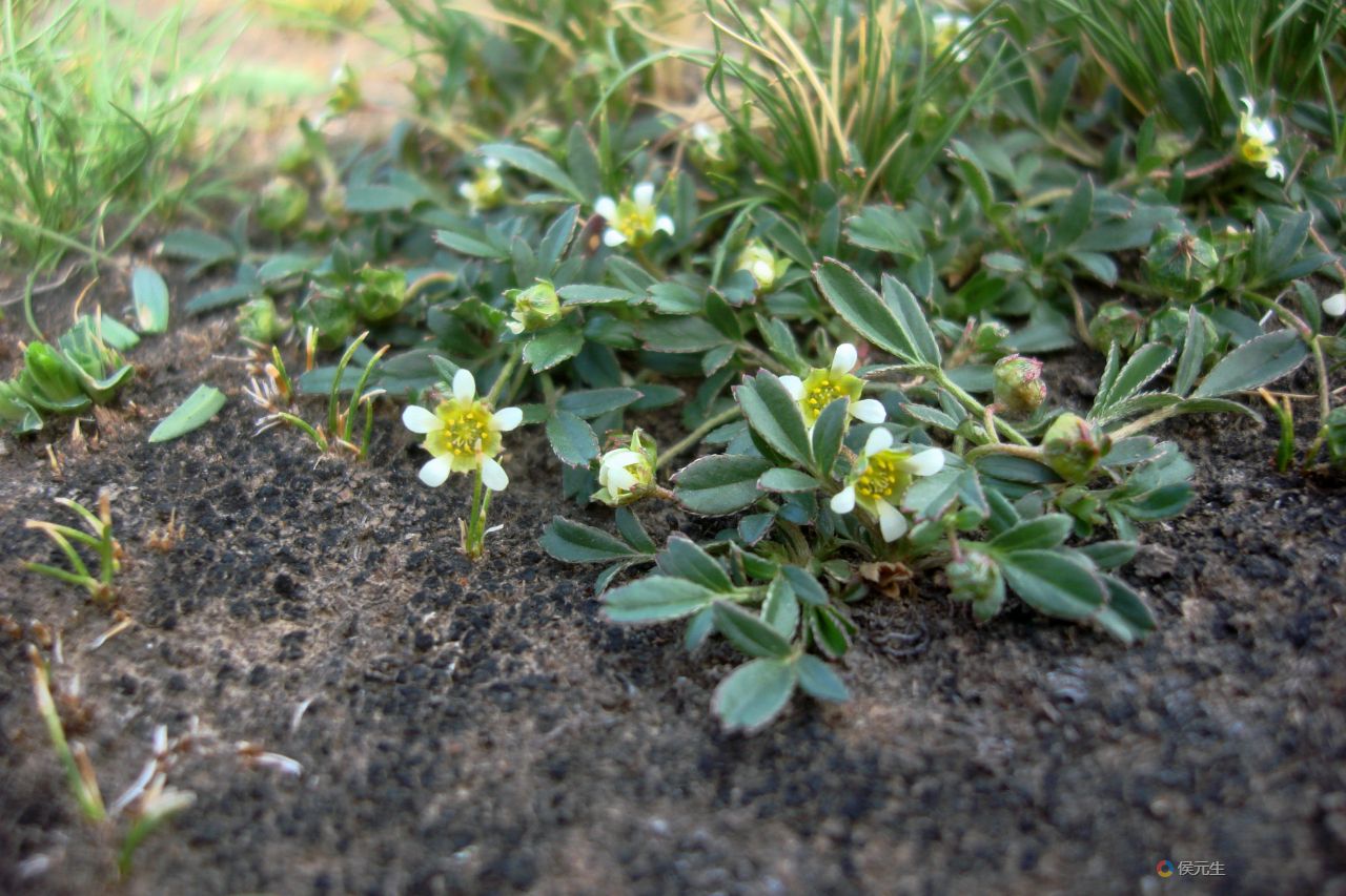 伏毛山莓草DSC06476