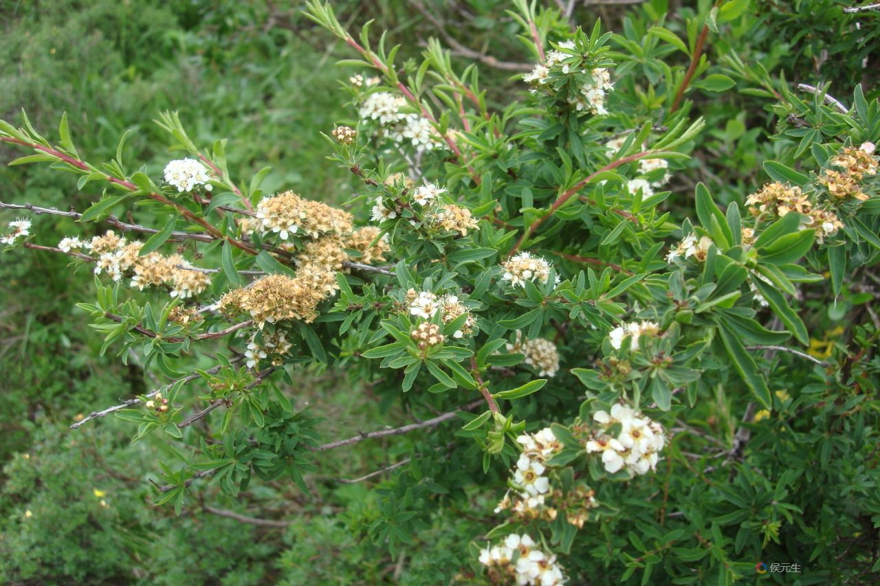 高山绣线菊DSC09813 (5)