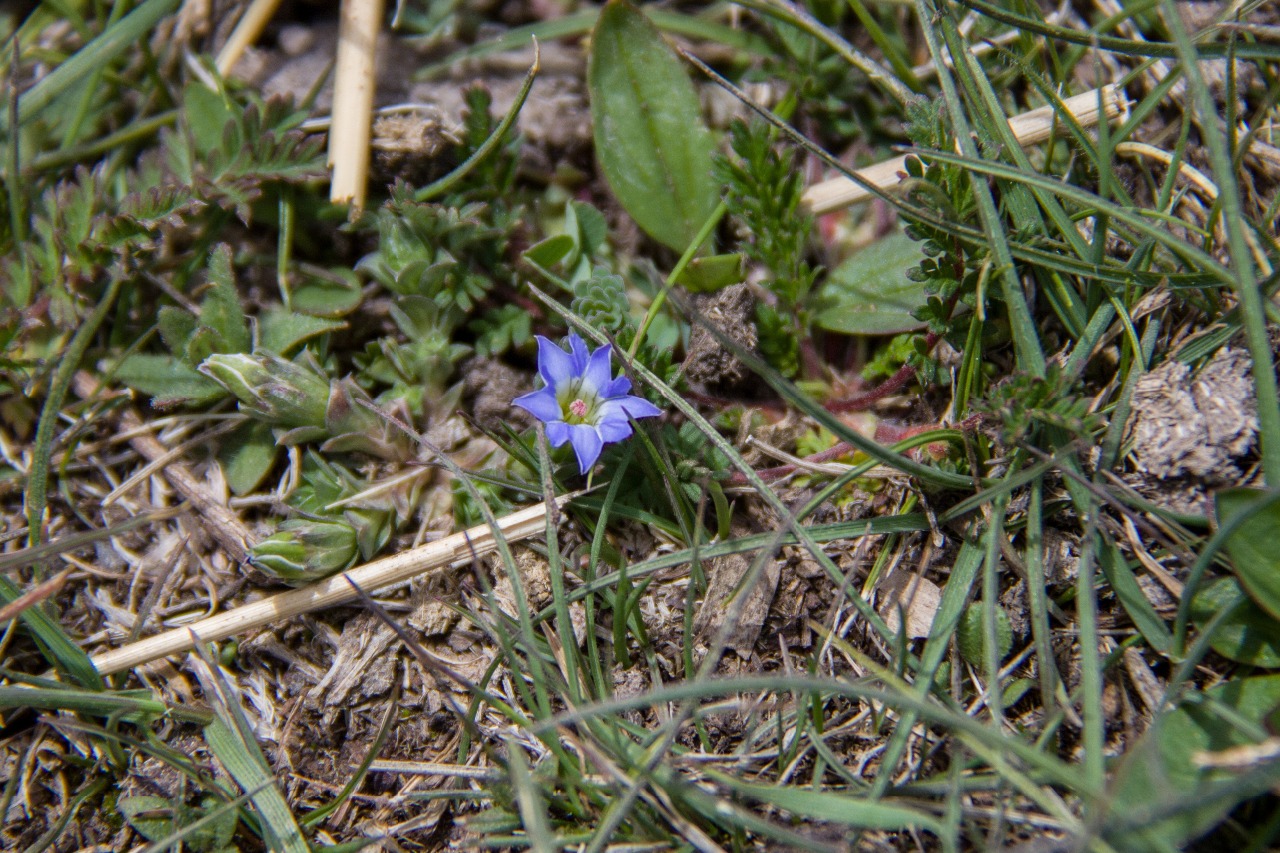 鳞叶龙胆（Gentiana squarrosa）IMG_7784