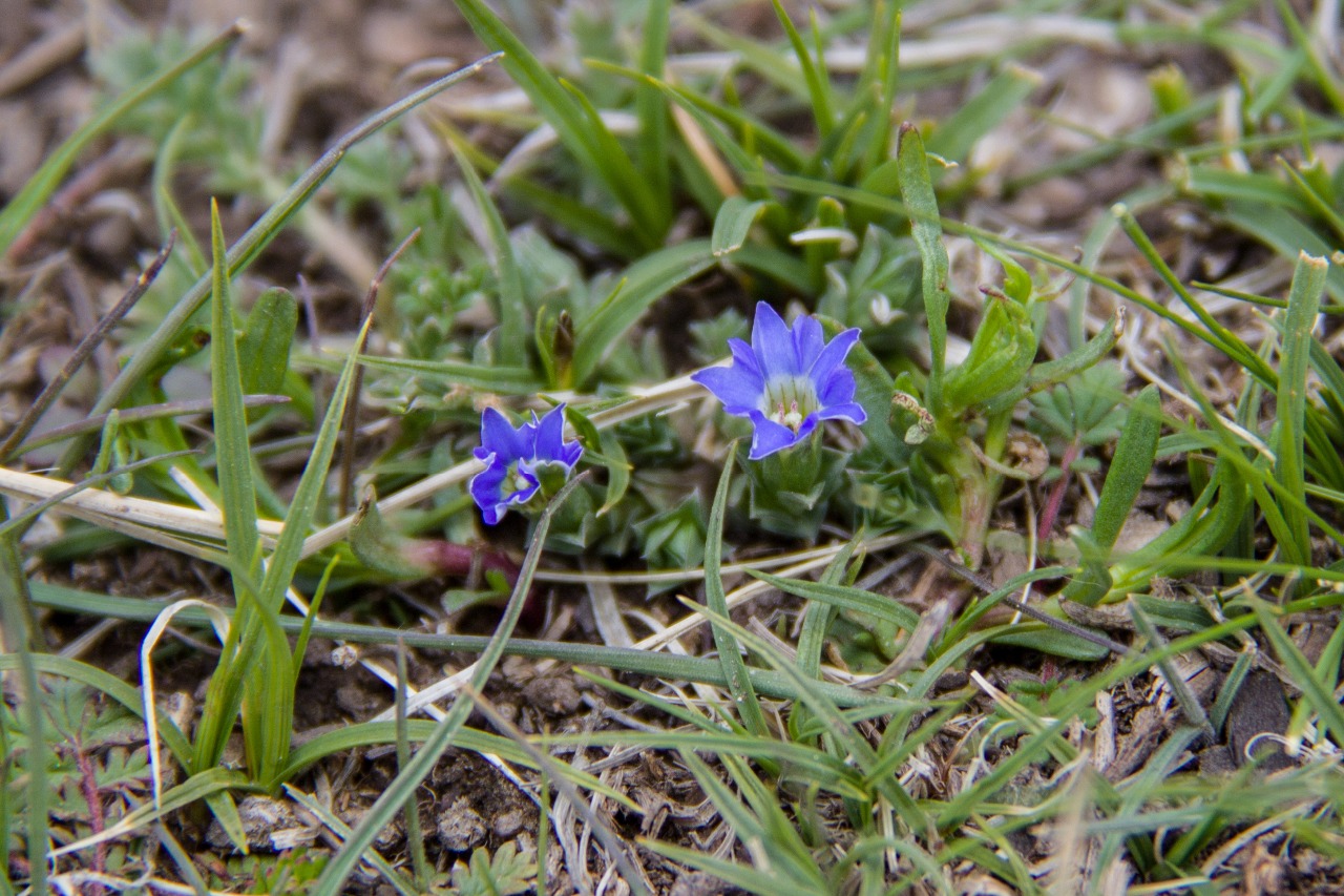 鳞叶龙胆（Gentiana squarrosa）IMG_7793