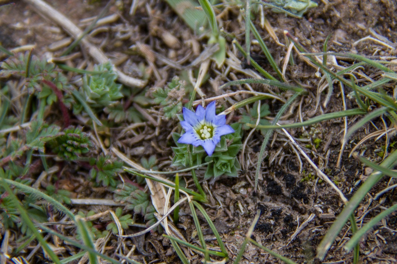 鳞叶龙胆（Gentiana squarrosa）IMG_7803