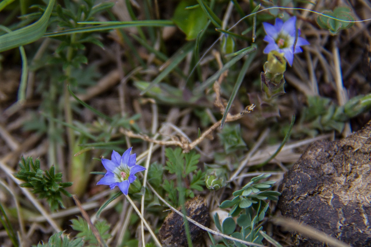 鳞叶龙胆（Gentiana squarrosa）IMG_7788