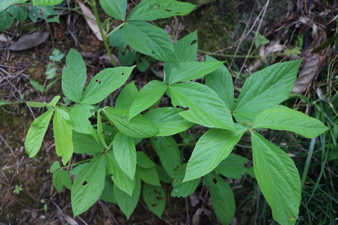 大叶千斤拔(Flemingia macrophylla)_6
