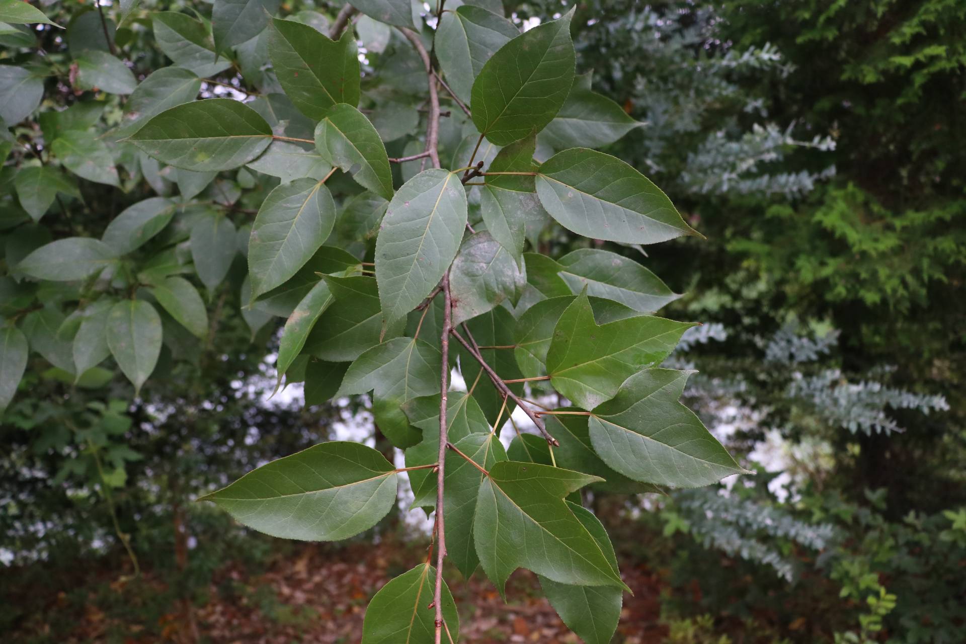 半枫荷(Semiliquidambar cathayensis)_10