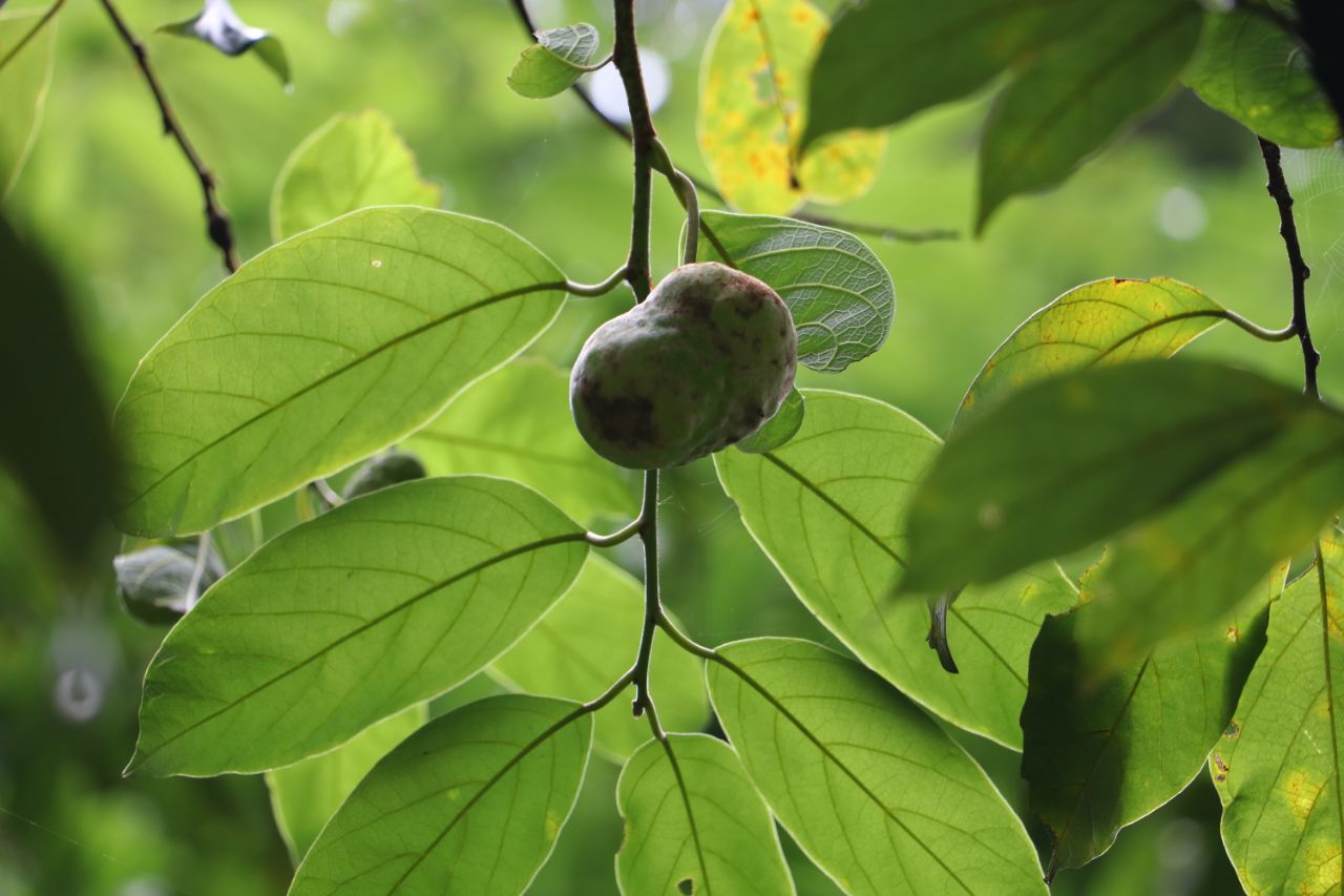 白桂木(Artocarpus hypargyreus) (2)