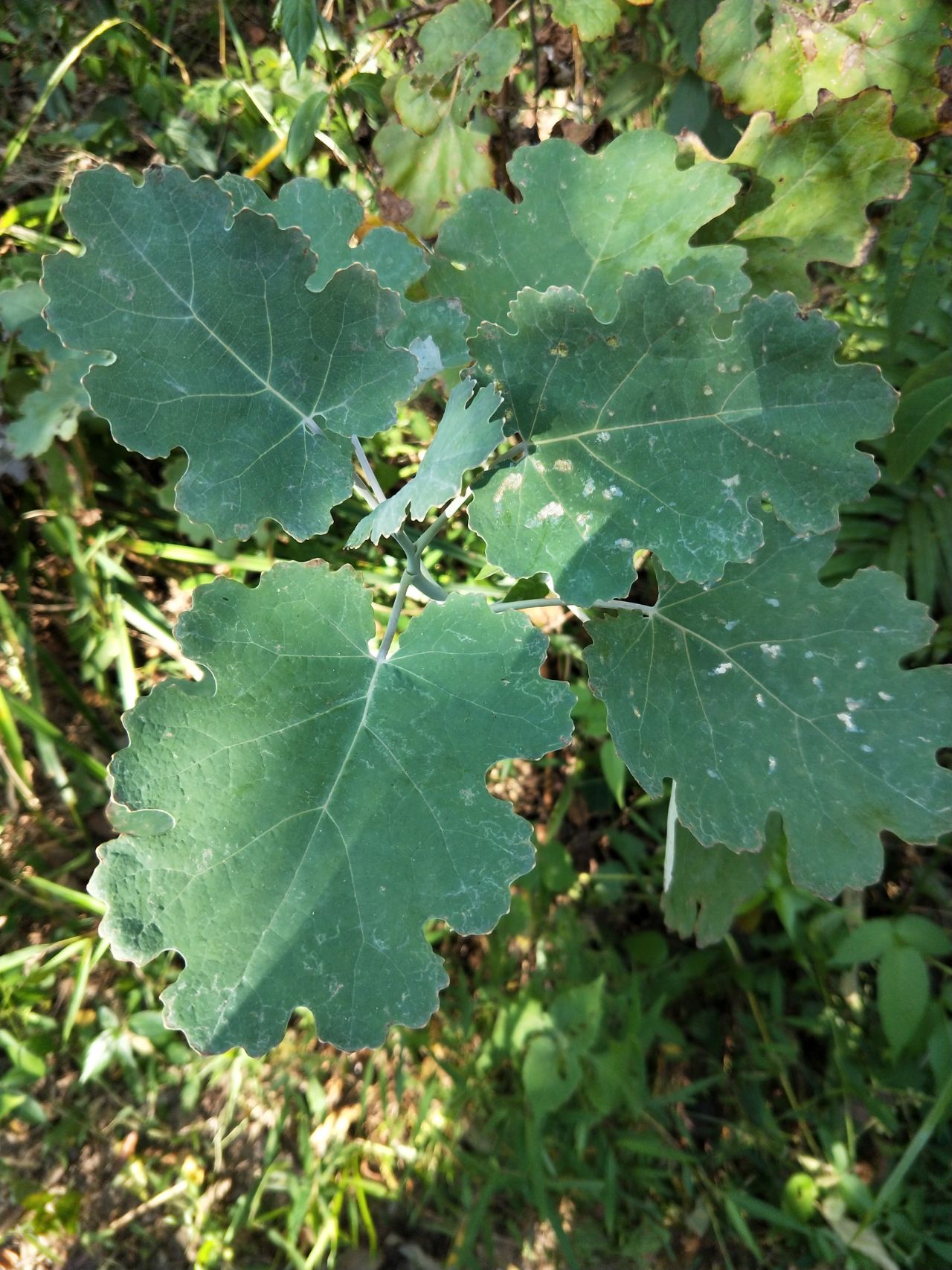 博落回(Macleaya cordata)_2