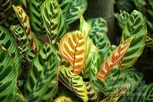 因叶而美的孔雀竹芋 因叶而美的孔雀竹芋