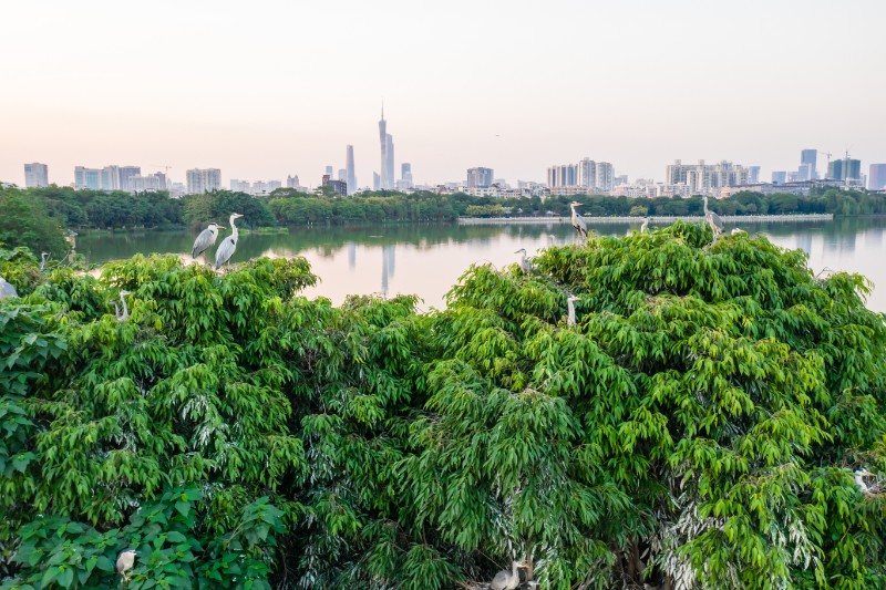 DJI_0946