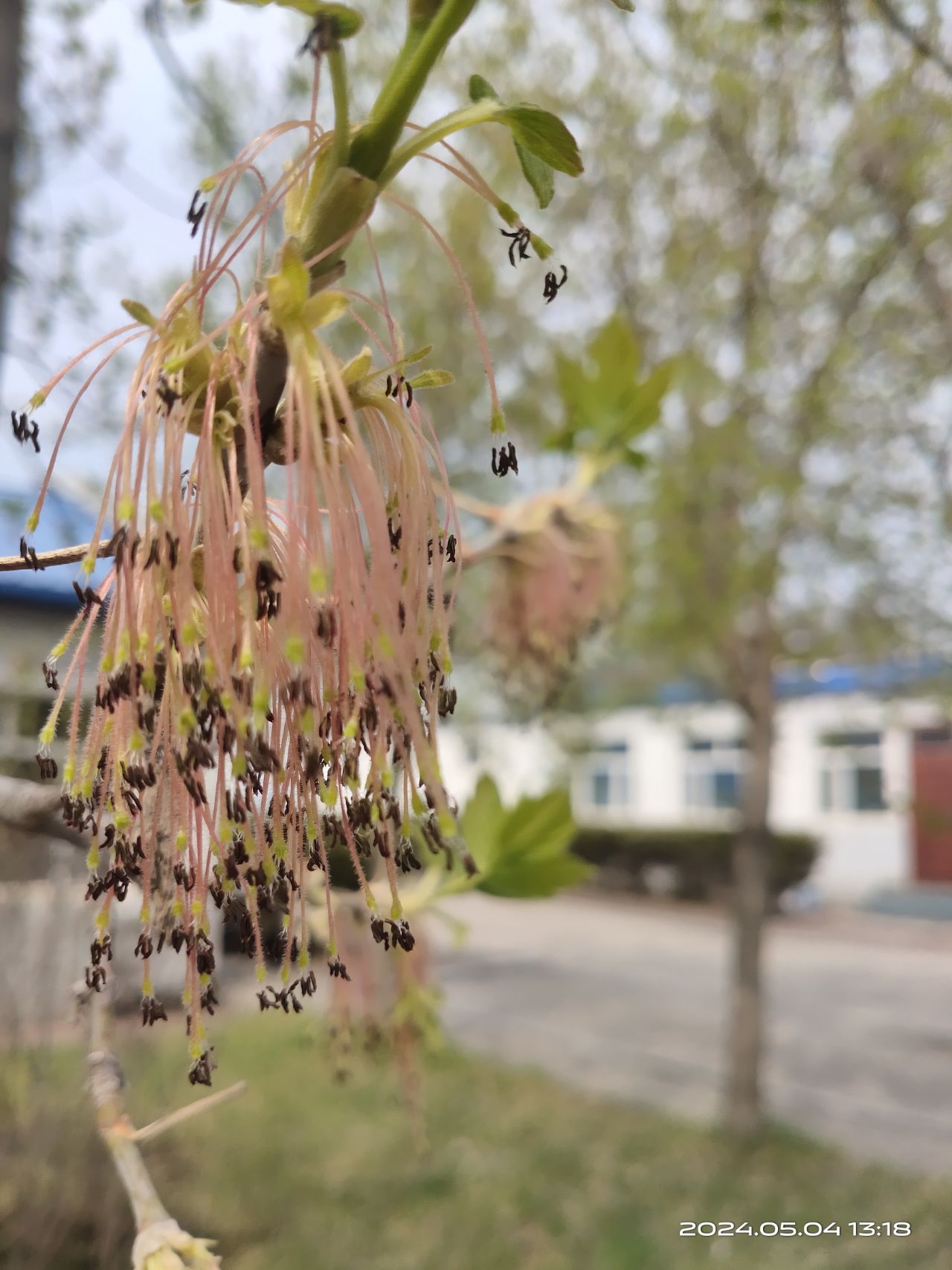 IMG_20240504_131836