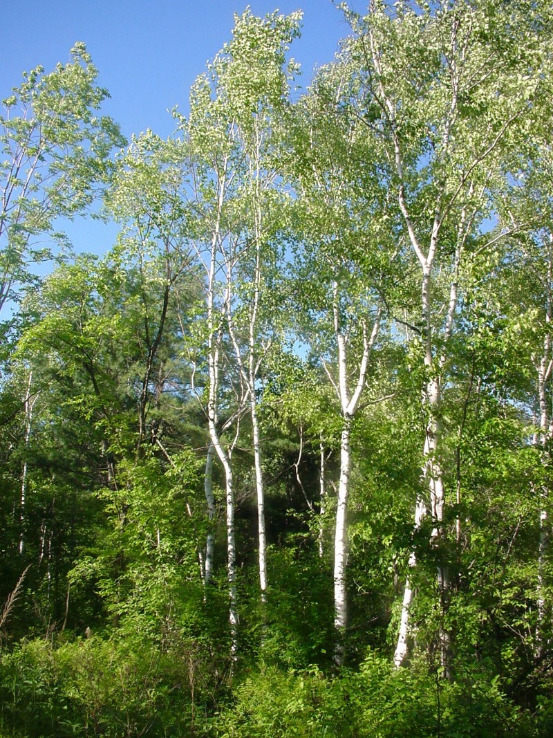 20010613tl037