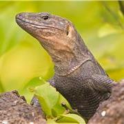 IUCN红色名录2024第1次更新：评估物种163040种，45402种面临灭绝威胁