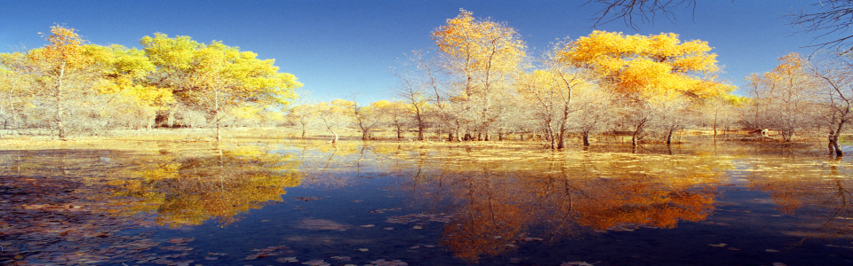 http://pic1.arkoo.com/huyanglin/picture/DC81279454C24E2B.jpg