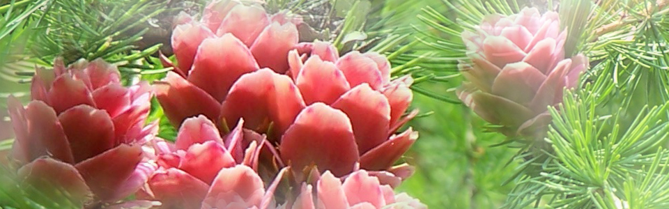 http://pic1.arkoo.com/nfp0083/picture/4DCA13DCDB364AA1.jpg