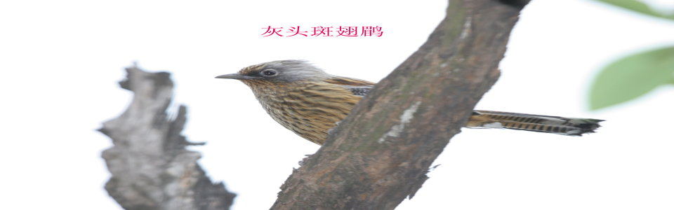 http://pic1.arkoo.com/nnr0198/picture/C81CEA8C5879456E.jpg