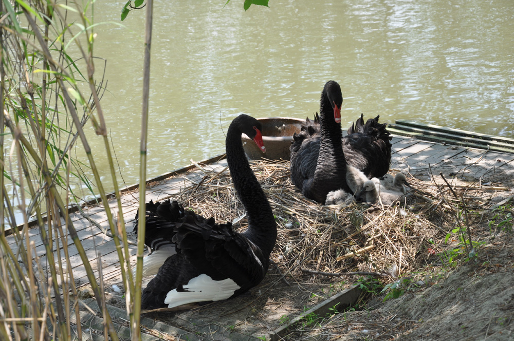 http://pic1.arkoo.com/qinhuwetland/picture/9658E34D15A44E0C.jpg