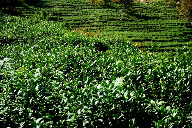 惠明茶园一角